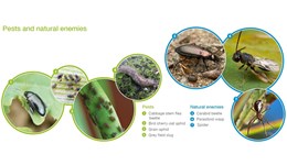How to monitor for key insect pests and beneficials